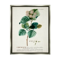 Sumn Industries Botanical Plant Illustration Seeds Grastage Design Buster Grey Framed Flouting Canvas Wallидна уметност, 24x30
