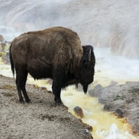 ВАЈОМИНГ, ЈЕЛОУСТОУН нп, Мидвеј Гејзер басен. Американски бизон стои во близина на топла вода Постер печатење Од Елен Гоф