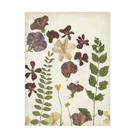 Регина Мур „Притиснато цвеќе аранжман vi“ платно уметност