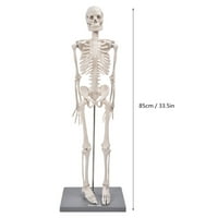 Модел На Човечки Мускулен Скелет, Предавање На Модел На Скелет Флексибилни Раце И Нозе Со Основа И Потпорна Прачка За Прикажување