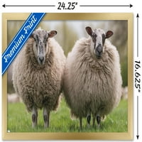 Овци Стои Во Ливада Ѕид Постер, 14.725 22.375 Врамени